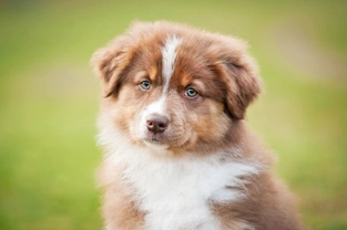 Identifying and diagnosing canine herpesvirus in puppies