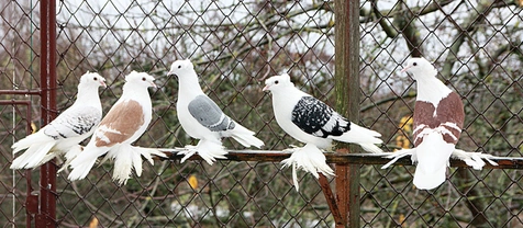 Saský štítník – nejznámější holubi 42