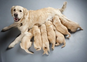 Choosing a pedigree puppy