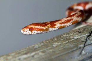 Buying and bringing home your first snake