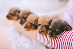 Preparing your puppies for their new homes
