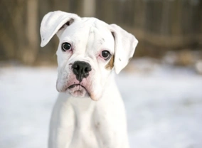 White Boxer Dogs - What you need to know about the white boxer dog
