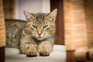 Síndrome vestibular felino: síntomas y tratamiento