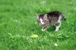 Some frequently asked questions about cats and hunting behaviour
