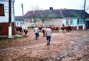 Na dobytčím trhu v Rumunsku