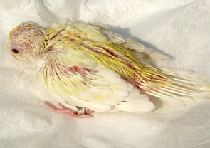 Papoušek zpěvavý (Psephotus haematonotus) 11 – Odstavování odchovů