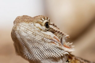 What to Feed your Bearded Dragon