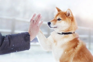 Caring for your dog’s paws in the snow