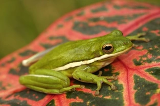 Keeping American Green Tree Frogs as Pets