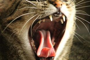 Problémy v dutině ústní koček