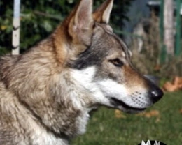 Il Cane Lupo Cecoslovacco: cane o lupo?