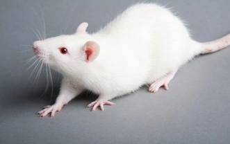 Some fun and interesting facts about rats