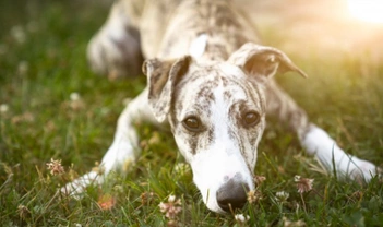 Eight interesting statistics about greyhounds in the UK