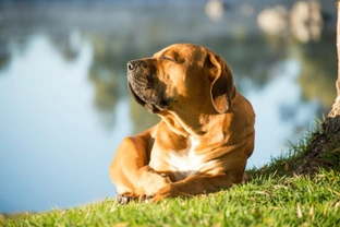 Five common misconceptions people have about dogs and hot weather
