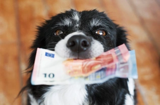 Poplatek za psa: do kdy jej zaplatit a koho se netýká?
