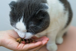 Why do cats sometimes miss treats put right in front of them?