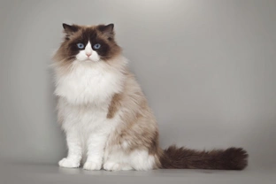 Ten Interesting Facts About Ragdoll Cats