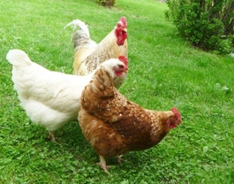 What You Need to Know About Keeping Chickens