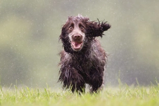 Top tips for keeping your dog entertained when the weather is awful
