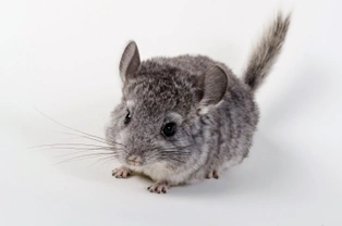 How to care for your pet chinchilla’s coat