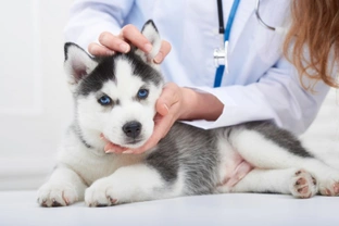 Five concerns dog owners have about veterinary care and coronavirus, addressed