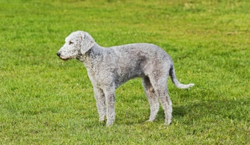 The unique and interesting temperament of the Bedlington terrier