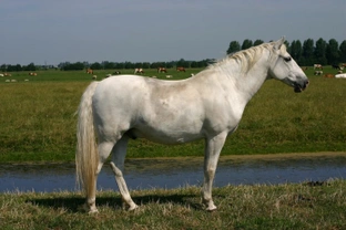 Melanomas in Grey Horses