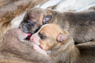 Eight interesting facts about canine pregnancy and nursing that you might not already know