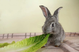 Top Tips on How to Feed a Pet Rabbit