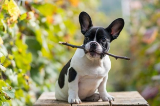 Ten articles you need to read if you’re thinking of buying a French bulldog