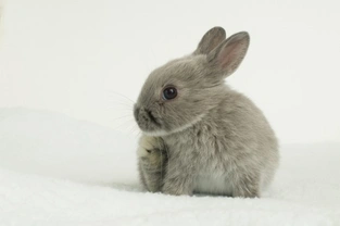 12 of the Cutest & Smallest Breeds of Rabbits in the World