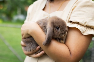 Osm nejmenších a nejroztomilejších plemen králíků na světě i u nás