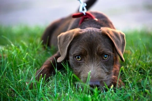 10 things you need to know about the Patterdale terrier before you buy one