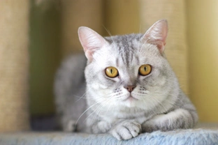 Is Radioactive Iodine the Best Treatment for Hyperthyroidism in Cats
