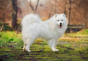 The Secret to Keeping a Dog’s White Coat Gleaming
