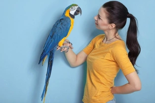 Understanding Your Bird - The Basics
