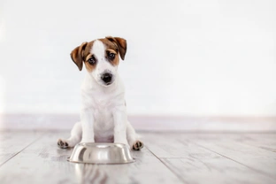 Can I make a home-cooked diet for my dog?