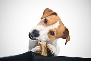 The do’s and don’ts of giving treats to your dog