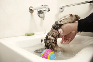 Seven top tips for ferret owners to keep their homes smelling fresh