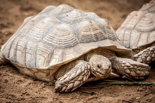 Fun & Interesting Facts About Tortoises