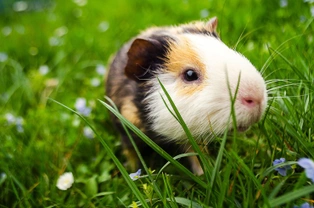 Interpreting your guinea pig’s noises