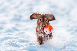 Tired from the weather? Check these fun winter dog activities