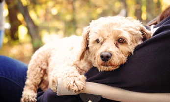 Managing separation anxiety in the Cockapoo