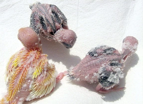 Papoušek zpěvavý (Psephotus haematonotus) 13 – Peří a jeho struktura
