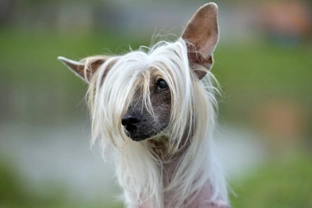 What is a primitive mouth in the Chinese crested dog?