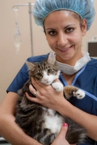 Cirugía en gatos – El post operatorio
