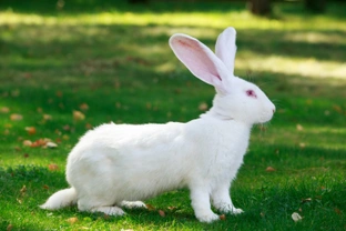 Important Rabbit Welfare Information Provided by the RWAF