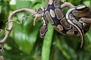 How Easy is it to Care for a Royal Python?