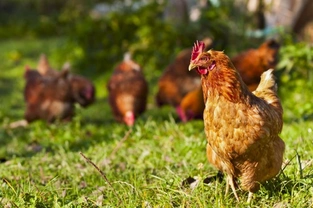 Information about poultry for potential poultry owners