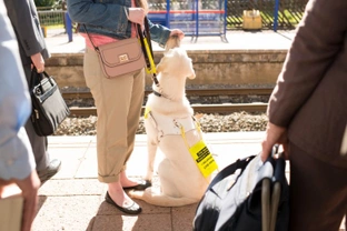 How to take your dog on adventures via public transport